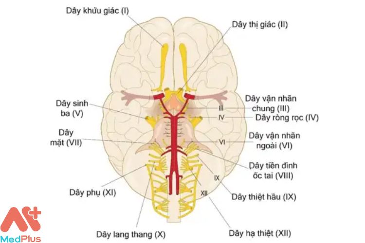 Nguyên nhân gây tổn thương dây thần kinh sọ