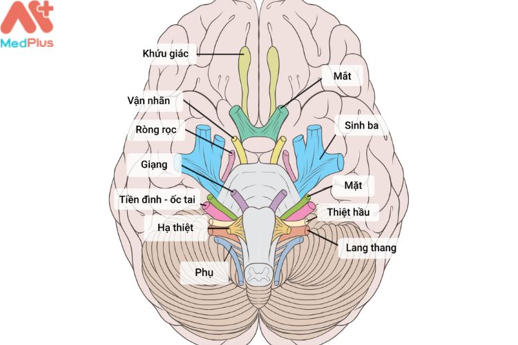 Dây thần kinh phụ